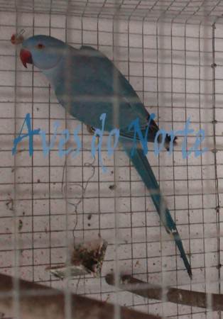 Ring Neck Macho Azul Cobalto/Cabeça clara cauda clara